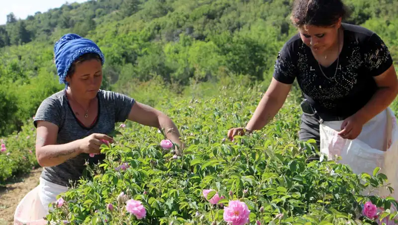 Zirai Donun Tarım Üzerindeki Etkisi: Çiftçiler Ne Yapmalı?