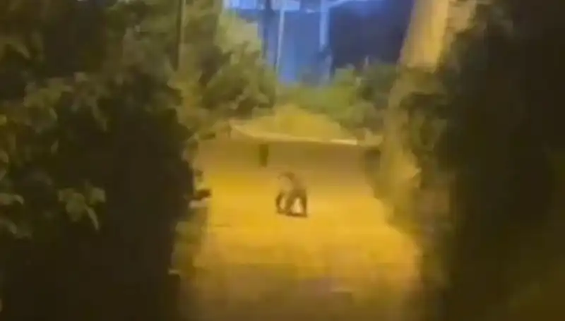 Gümüşhane Merkezine Tüm Türkiye'yi Şaşırttı: Ayı Kente İndi!