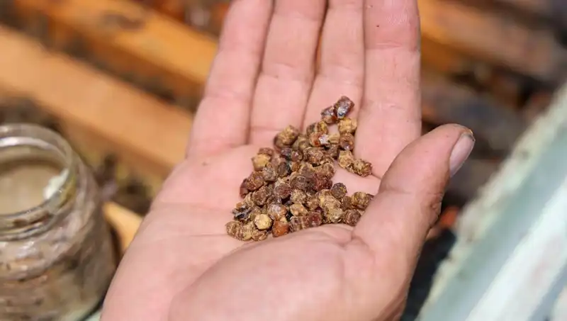 Eskiden Atılan Besin Şimdi Dikkat Çekiyor: Kilosu 3 Bin TL!