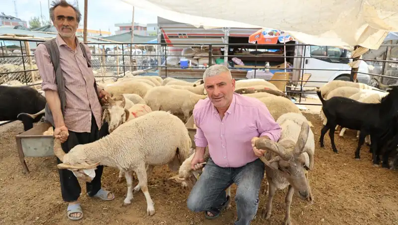 Kurban Pazarında Dikkat Çeken Güzellik: 4 Boynuzlu Koçlar Neden Tercih Ediliyor?