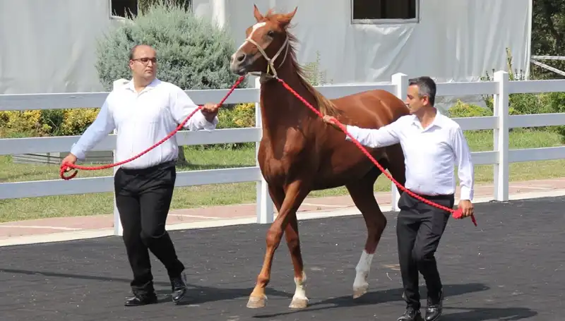 Taşkın Kral: Rekorlarla Dolu Bir Müzik Serüveni