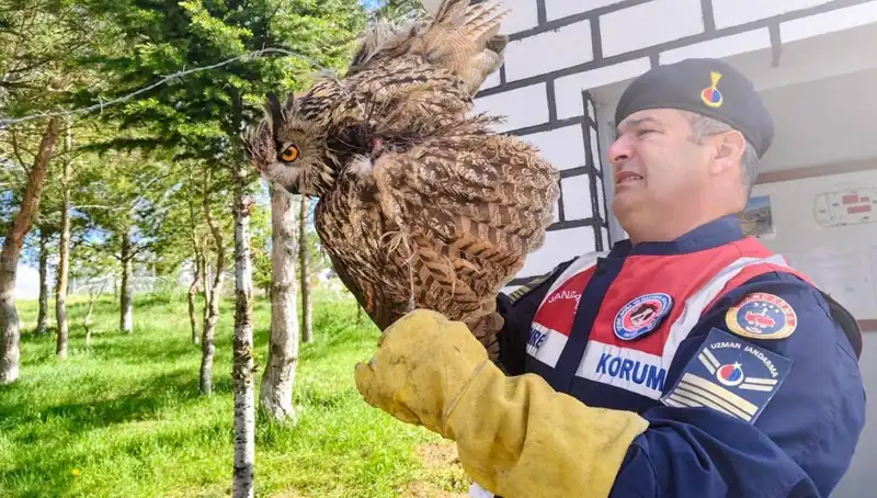 Dikenli Tellere Takılan Puhu: Hayat Mücadelesi Başladı