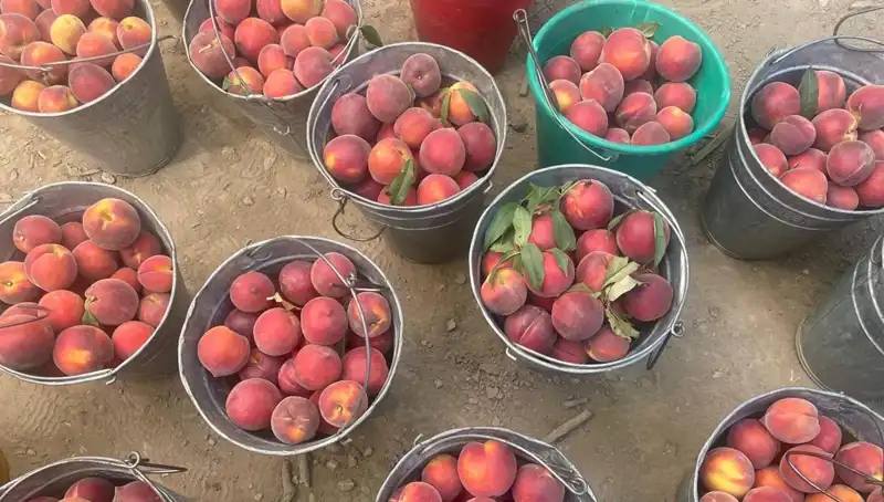 Çiftçiler Hasat Sezonunda Fiyatların Yüzde Yüz Artışından Memnun!