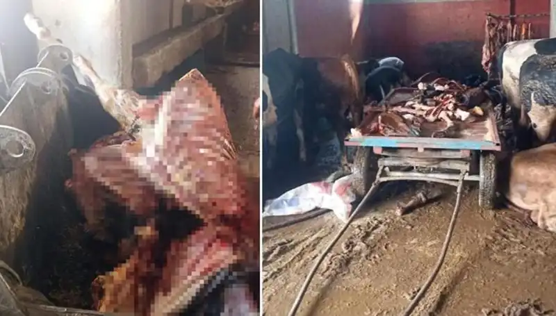 Adana'da Panik Yaratan At Eti Operasyonu: 2,5 Ton Ele Geçirildi!