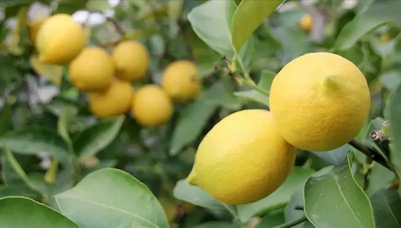 Limonun Fiyatı Neden Bu Kadar Yükseldi? Yeni Tüketici Dönemi Başladı!