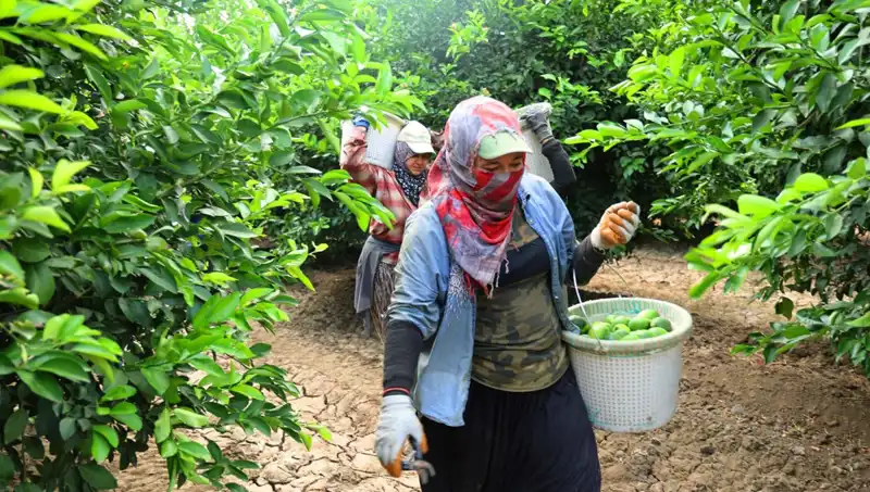 Marketlerdeki Patates Fiyatları Arttı: Düşüş Beklentisi İçin Hasat Süreci Başladı