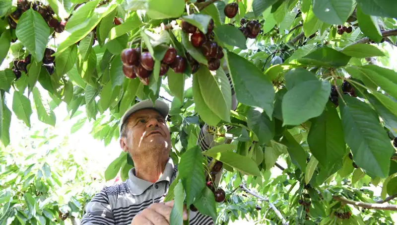 Lapseki Devi: Çay Bardağına Sığmayan Devasa Meyve Türü