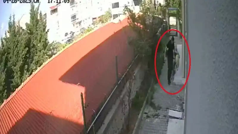 Veteriner Doktoru Şok Eden Olay: Sahipli Köpekleri Katletti!