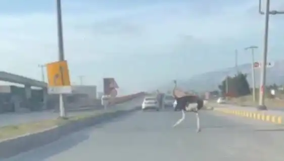 Trafikte Deve Kuşu Görüntüleri Sosyal Medyada Çığır Açtı: Sürücüler Şokta!