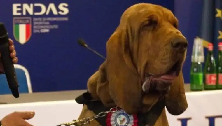 Arama Köpeğine Suikast: Çivili Sosisle Şoke Eden Olay