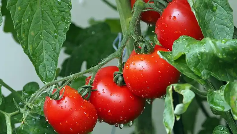 Domateslerin Geçmişi: Milyonlarca Yıl Öncesine Yolculuk