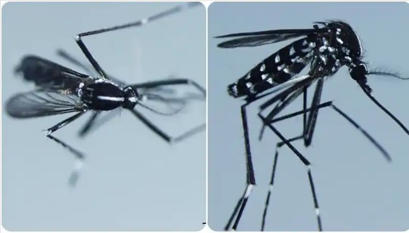 Chikungunya Virüsü Nedir? Ülkeleri, Belirtileri ve Korunma Yöntemleri