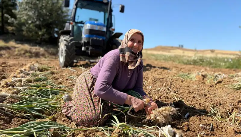 Selenyum İle Zenginleşen Topraklar: Günlük 1200 Liraya Tarladan Toplanan Değerli Ürün