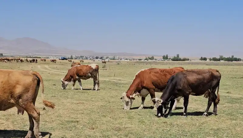 Arin Gölü'nün Kuruması: Su Sıkıntısı Tüm Bölgeyi Tehdit Ediyor