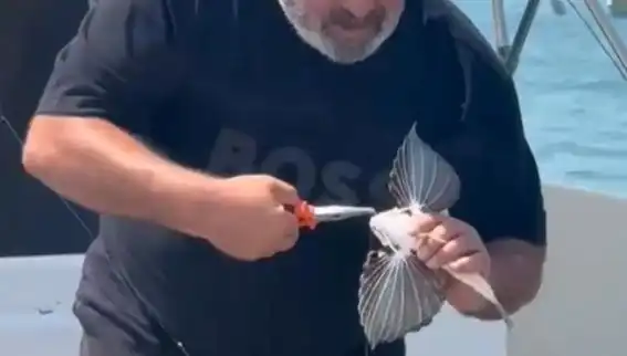 Saros'ta Yakalanan Nadir Kırlangıç Balığı, Balıkçıları Heyecanlandırdı