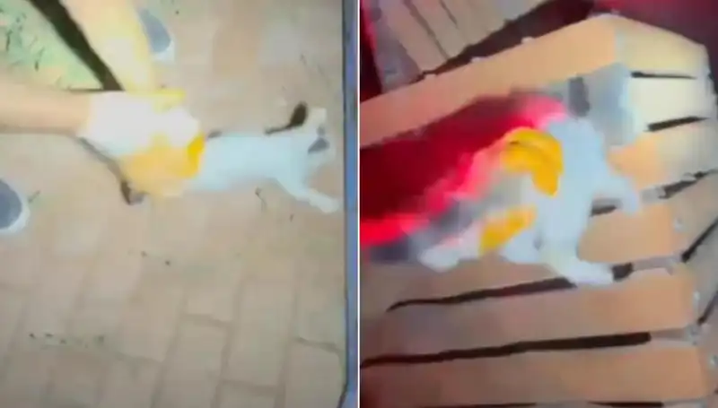 Gece Yarısı İtfaiyeden Sıradışı Kedi Kurtarma Operasyonu