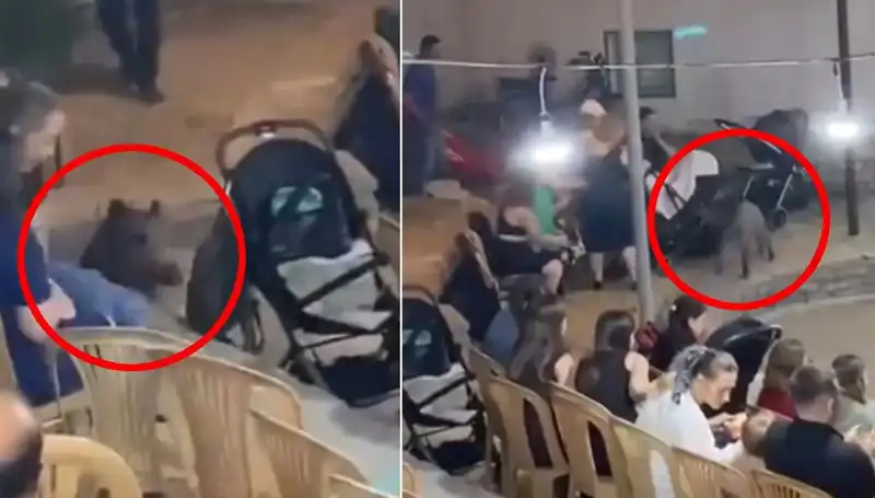 Düğünde Yaban Domuzu Paniği: Misafirleri Kaçıran O Anlar