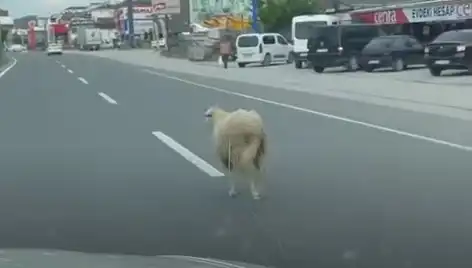 Yalova'da Kaçan Kurbanlık Hayvan Trafiği Karmaşası Yaşandı